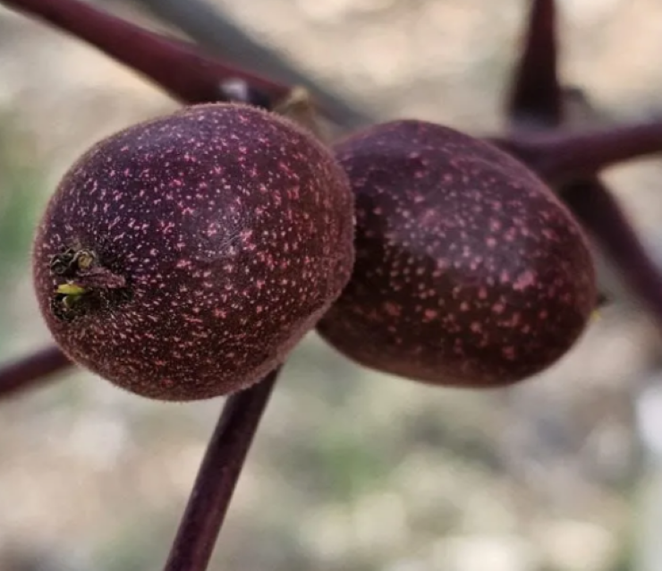 KSÜ’de Ceviz Islahı Çalışmaları Kapsamında Yeni Bir Bitkisel Gen Kaynağı Geliştirildi 