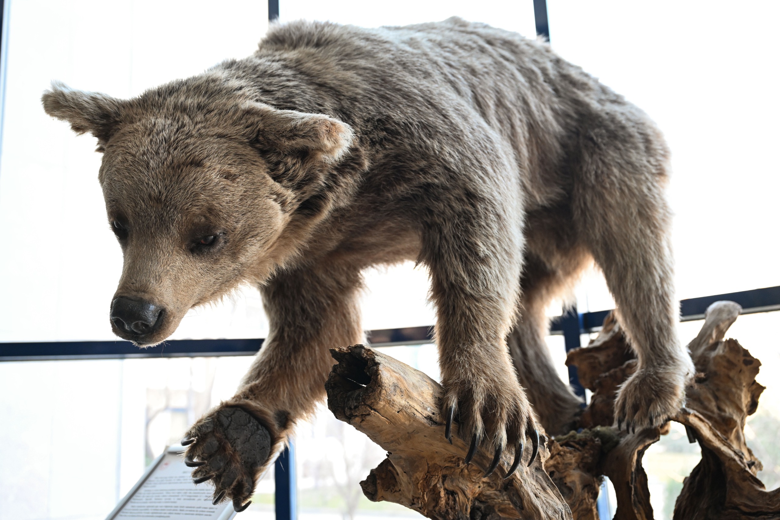 Yaban Hayvanları Tahnit Sergisi